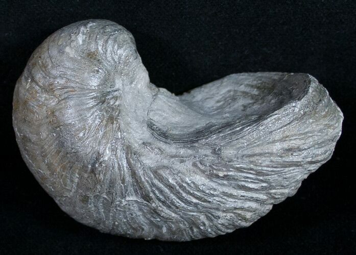 Gryphaea (Devil's Toenail) Fossil Oyster - Jurassic #9892